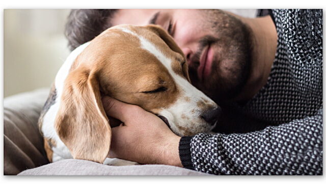 İnsanların Stresli Olmasının Köpeklerin Duygularını Kötü Etkilediği Ortaya Çıktı