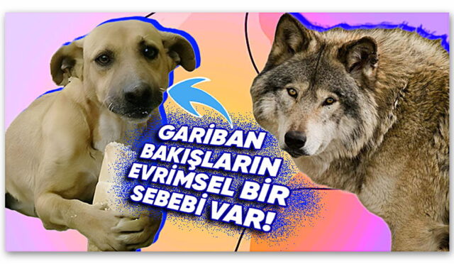 Köpekler Üzgün Bakışlara Sahipken Aynı Familyadan Olan Kurtlar Neden Böyle Mimikler Gösteremez? Ardındaki Sebebi Öğrenince “Vay Be!” Diyeceksiniz!