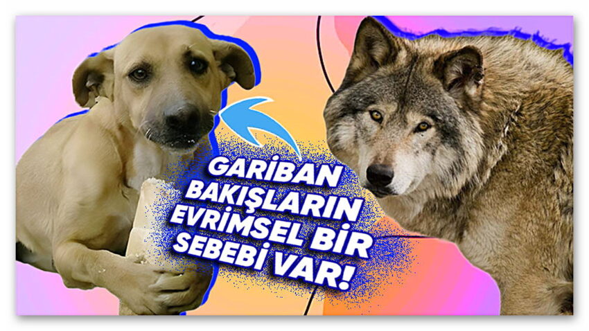 Köpekler Üzgün Bakışlara Sahipken Aynı Familyadan Olan Kurtlar Neden Böyle Mimikler Gösteremez? Ardındaki Sebebi Öğrenince “Vay Be!” Diyeceksiniz!