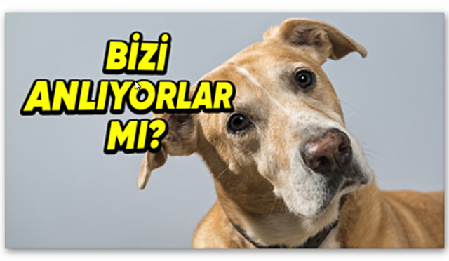 Köpekler, Onlara Söylediğimiz Kelimelerin Ne Anlama Geldiklerini Anlayıp Zihinlerinde Canlandırabiliyor mu?