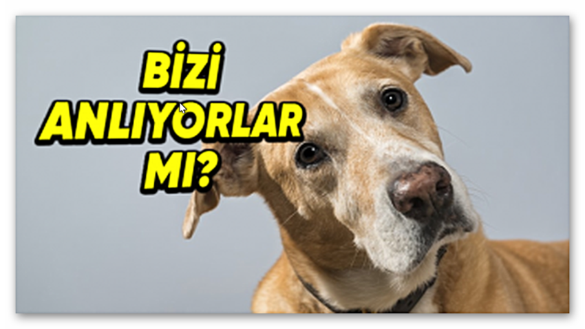 Köpekler, Onlara Söylediğimiz Kelimelerin Ne Anlama Geldiklerini Anlayıp Zihinlerinde Canlandırabiliyor mu?