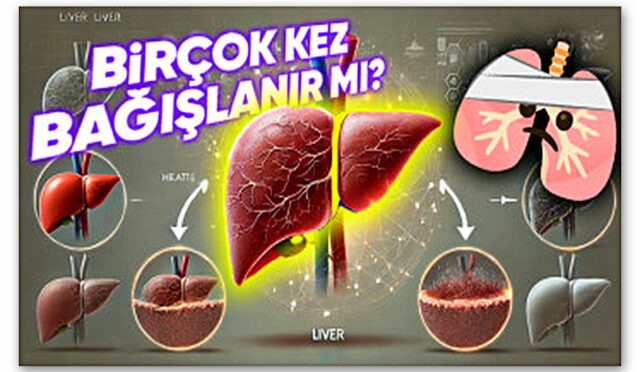 Cevabı Öğrenince Vücudunuzun İşleyişine Hayran Kalabilirsiniz: Karaciğer Kendini Yenileyebilen Bir Organ Olduğu İçin Tekrar Tekrar Bağışlanabilir mi?