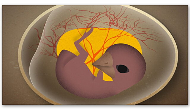 Göbek Bağı Olmayan Civcivler, Yumurtalarının İçindeyken Nefes Almayı Nasıl Başarır?