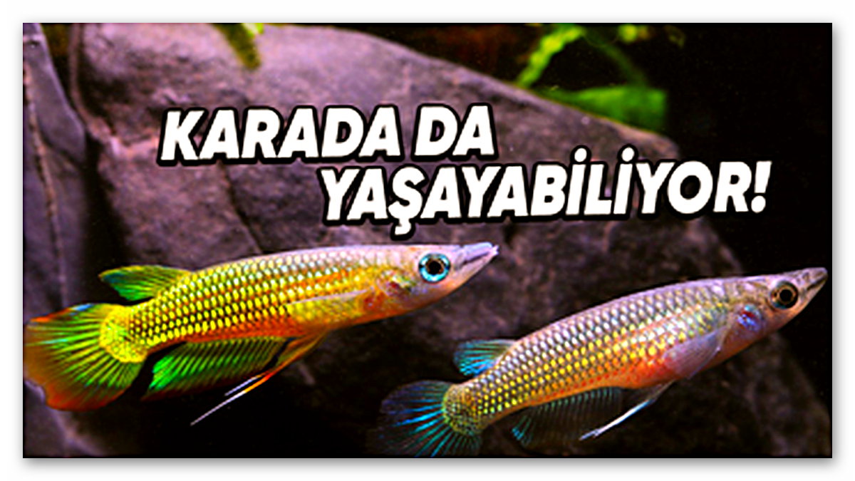 Killifish