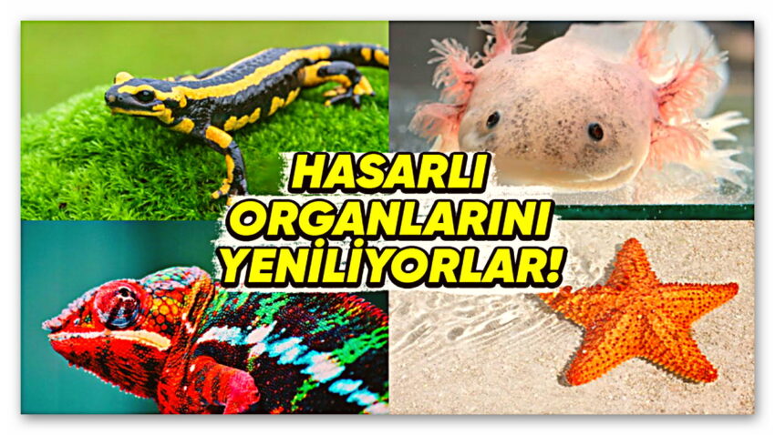 Uzuvlarını ve Organlarını Yenileyebilen 6 Hayvan: Kalp ve Beyin Dahil!